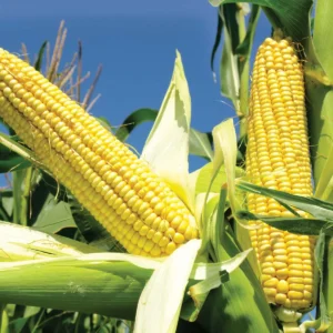 maize